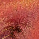 Pink Muhly 이미지