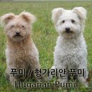 푸미 네이버블로그