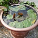 삼보가든 이미지