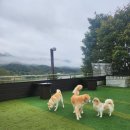 청평동물병원 | 가평애견택시 블루펫으로 안전하게 펫택시