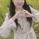 [강원도 삼척] 맹방 유채꽃 축제 당일치기 삼척 여행 코스 추천 - 여행사 버스투어 솔직후기