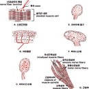 플루즈