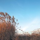 하늘공원 이미지