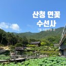 비사이힐링건강샵 | 경남 연꽃 명소ㅣ산청 수선사 연꽃 개화시기 주차 후기