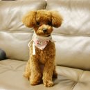 트리밍807 이미지