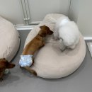 룰루랄라 댕치원 이미지