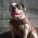 아델리오 이미지