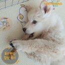 1868 | [❤️입양후기❤️] 1868.베베 🐶