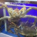 서울 중구 신당동 킹크랩·대게·랍스타 맛집 - 왕게수산 신당점 2월26일 시세 가격