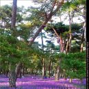 문장대 야영장 이미지