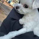 배곧도담동물병원 | 강아지 스케일링 후기, 가격 | 배곧 도담동물병원 (진짜 미루면 안됨..)