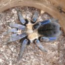 코발트블루 이미지