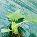 가온농장2 이미지