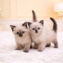 대구펫 강아지분양 고양이분양 이미지