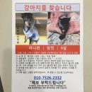 인천 신세계아파트 구월동 미니핀여아 찾고있습니다 이미지