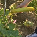 농업생명과학대학3관 | 전북대 캠퍼스 텃밭 후기