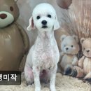 댕댕미작 네이버블로그