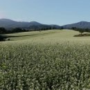 의령소바 이미지