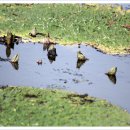 맥도생태공원 이미지