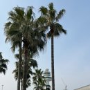 SK렌트카 | 제주도 렌트카 SK렌터카 주행거리 금액 ( + 캐스퍼 후기)