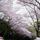 장복하늘마루산길(삼밀사입구) Daum카페