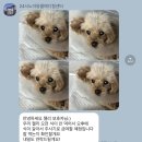 광주동물메디컬센터 | 16살 노견 강아지 담낭제거수술 후기 / 광주 24시노아동물메디컬센터