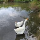 양평양떼목장 이미지