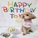 꾸밤꾸밤 | 말티푸 강아지 생일케이크 돌잔치 꾸밤꾸밤 내돈내산 용인 수제 컵케이크 후기