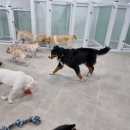 댕글벙글 이미지