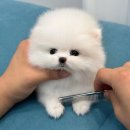 댕스마일 이미지