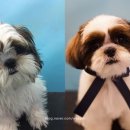 블루밍독 이미지