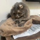 펫그루밍바이순 | 펫매트로 해결한 반려묘 애착담요 냄새 고민 후기