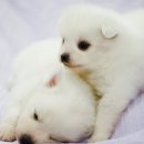 복실복실 이미지