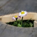 조은정수