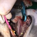 진천동물병원 이미지