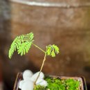 내 집의 분경 이미지