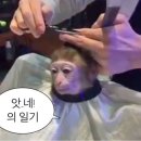 네;일기