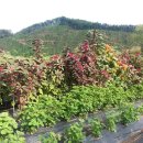 성보농원 이미지