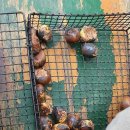 연화농원 이미지