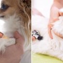 우리집동물병원 이미지