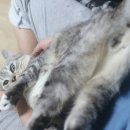 미롱이네