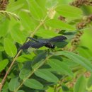 나비잠자리 이미지