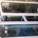 봉두 | 여수 소라면 봉두식당 잡어탕 맛집 민물고기 전문 현지인 추천