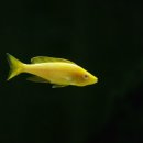 알비노랩 이미지