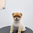 붕가붕가샵 이미지
