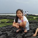 세화 동백그늘 이미지