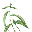 건강의향기 이미지