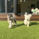 수지애견 이미지