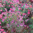 여우꼬리 이미지