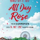 2025 곡성 장미축제 솔직후기｜주차, 레일바이크, 드림랜드까지 완벽 정리!